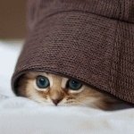 Картинка Find The Cat